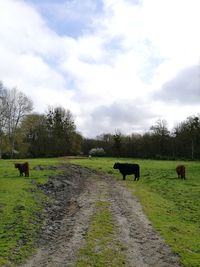 Horses grazing in pasture