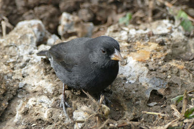 Close-up of a bird on rocky surface
