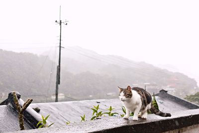 View of a dog in mountains