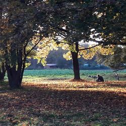 Trees on field during autumn