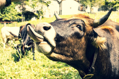 Close-up of cow on field