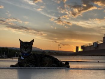 Cat looking away against sky during sunset