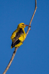 Low angle view of bird perching on branch against blue sky