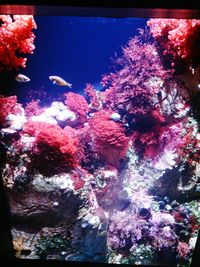 Close-up of coral in aquarium