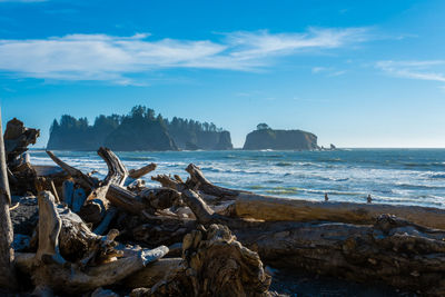 View of piled driftwood and james island from rialto beach at olympic national park 