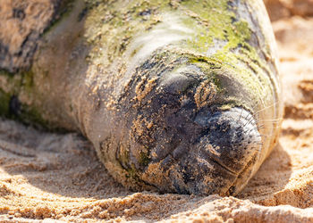 Close-up of horse on sand