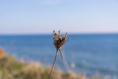 Close-up of wilted plant by sea against sky