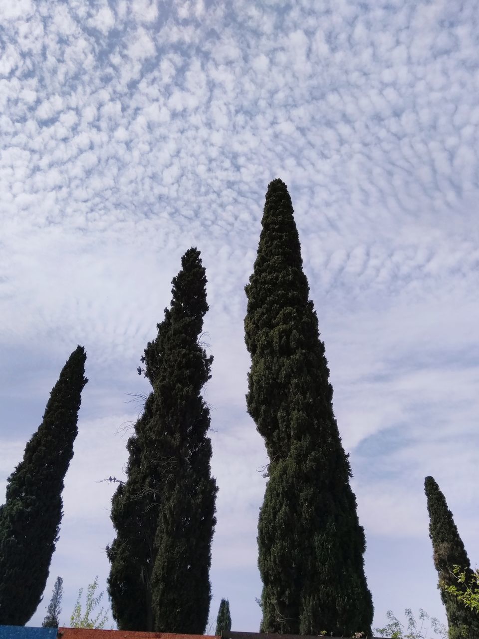 LOW ANGLE VIEW OF TREES ON ROCK