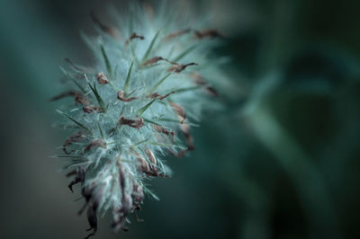 Close-up of plant against blurred background