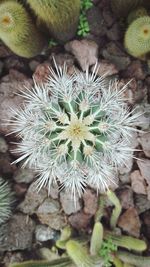 Close-up of cactus