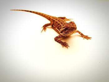 High angle view of insect on white background