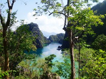 Scenic view of river amidst trees in forest