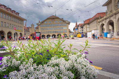 Street amidst plants and buildings in city