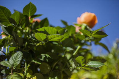 Low angle view of flowering plant against sky