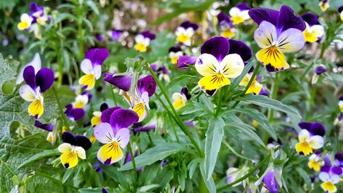 Close-up of purple flower blooming in field