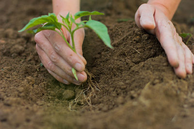 Cropped hands planting on field