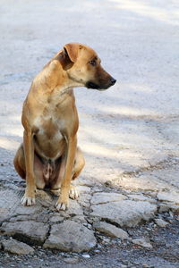 Dog sitting on land