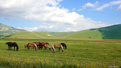 Horses grazing in a field