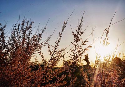 Scenic view of landscape at sunset