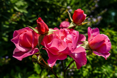 Close-up of pink roses