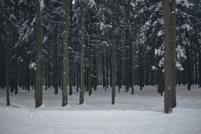 Trees on snow covered field during winter