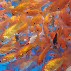 Close-up of fish swimming in sea