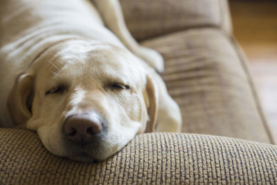 Close-up of dog relaxing