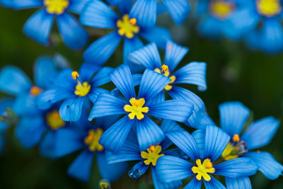 Close-up of blue flowering plants