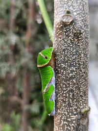 Close-up of lizard on tree trunk