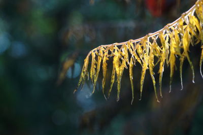 Close-up of snow hanging outdoors