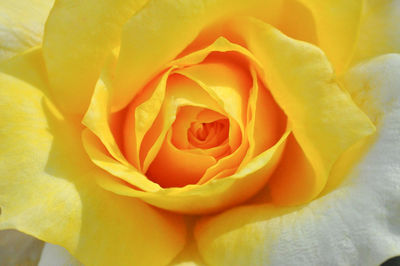 Close-up of yellow rose