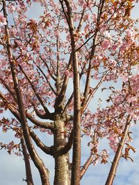 Low angle view of cherry blossoms against sky