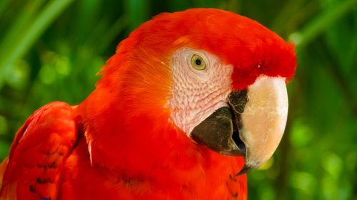 Close-up of a parrot