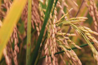 Close-up of wheat growing on field