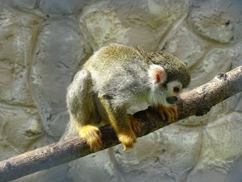 Close-up of a monkey