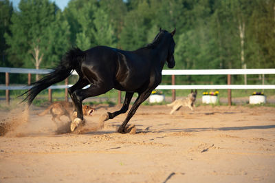 Horse running in ranch