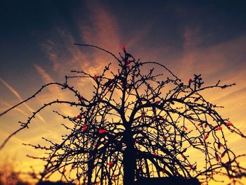 Silhouette of trees at sunset