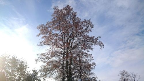 Low angle view of bare trees against sky