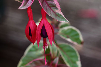 Close-up of red flowering plant