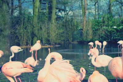 Close-up of swans in calm water