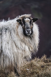 Close-up of an animal