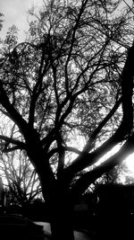 Low angle view of bare tree against sky