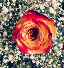 Close-up of red rose blooming outdoors