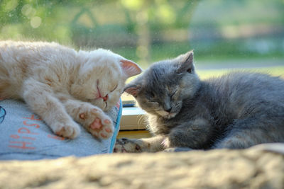 Portrait of two lovely kittens napping on the sunny windowsill