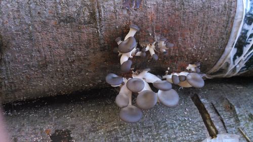 Close-up of mushrooms