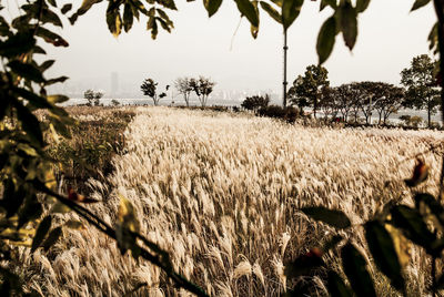 Plants growing in field