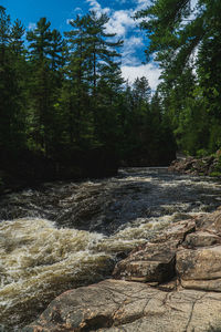 Scenic view of waterfall in forest