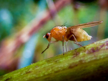 Close-up of dragonfly