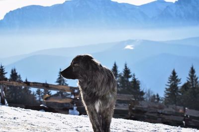 Dog walking on snow covered field against mountains