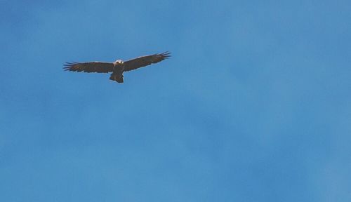 Low angle view of eagle flying against clear blue sky